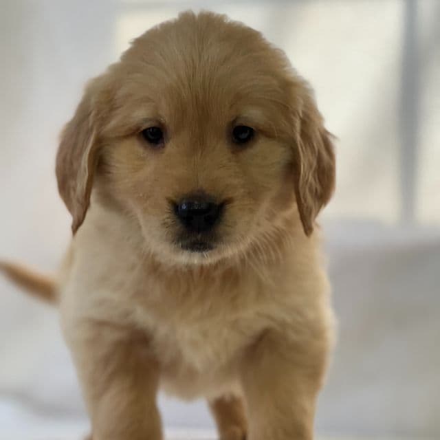 Susie - Golden Retriever Female