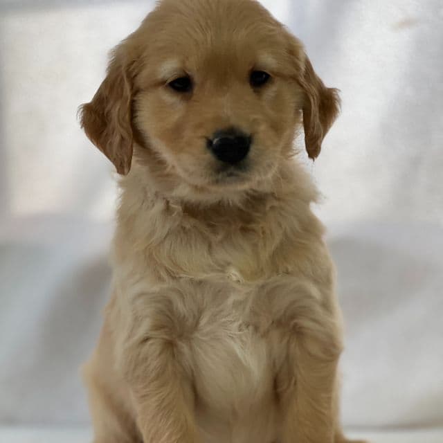 Salinda - Golden Retriever Female