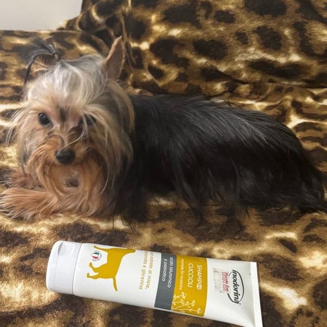 Micro thor 3.2 lb 9 months - Yorkshire Terrier Male