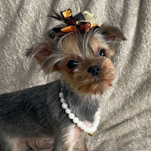 Micro size Russian Rose Selena - Yorkshire Terrier Female