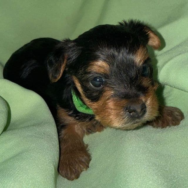 Light green boy - Yorkshire Terrier Male