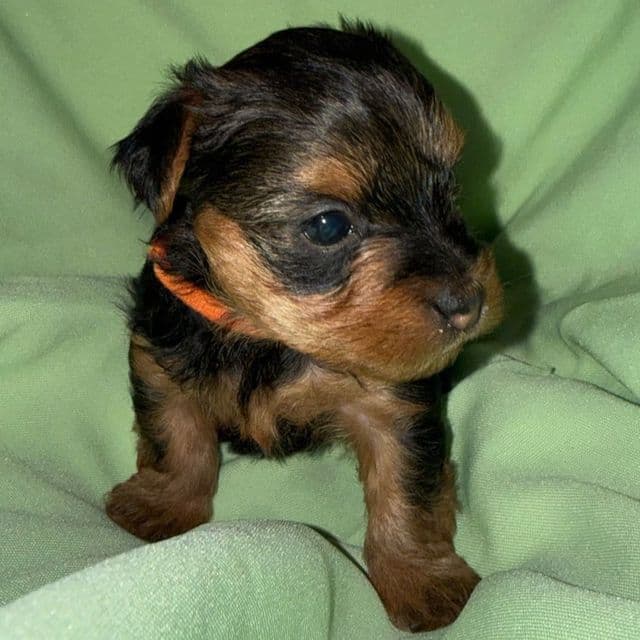 Orange Boy - Yorkshire Terrier Male