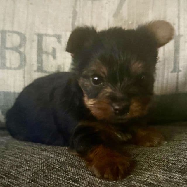 Noel - Yorkshire Terrier Female