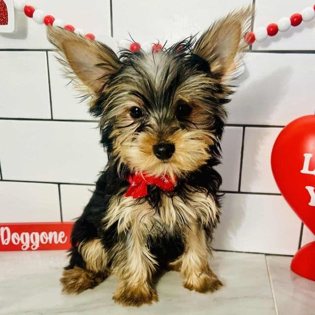 Toby - Yorkshire Terrier Male