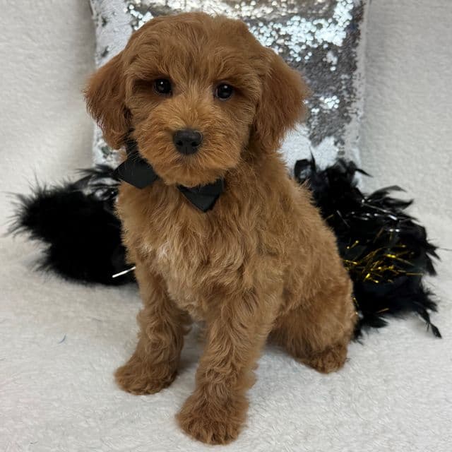 Braley Black Boy - Goldendoodle Male