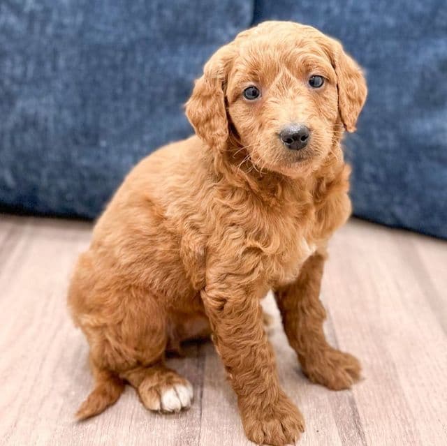 Noelle - Goldendoodle Female