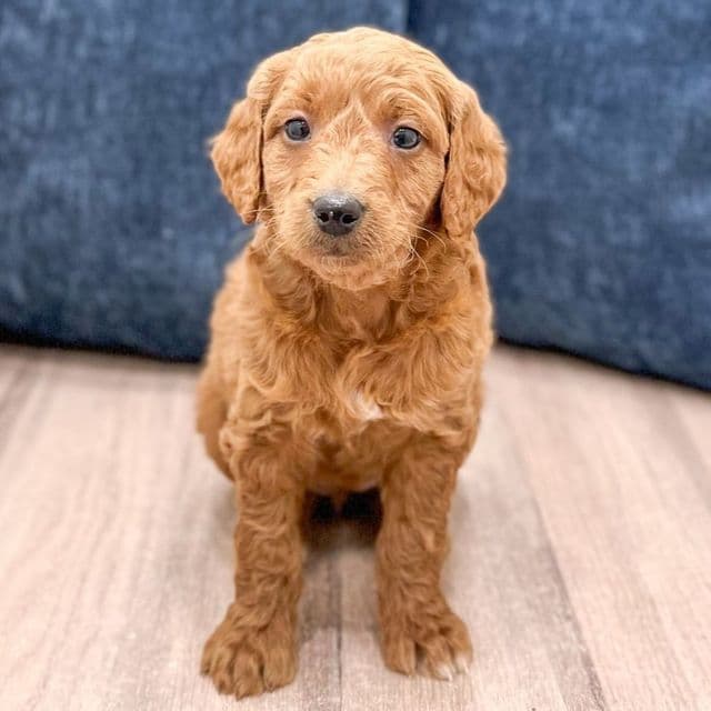 Snowflake - Goldendoodle Female