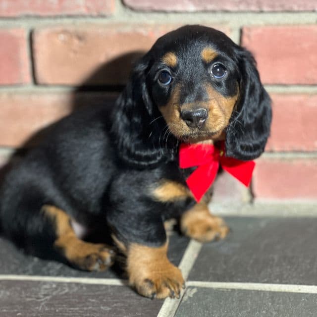 Maple - Dachshund Female