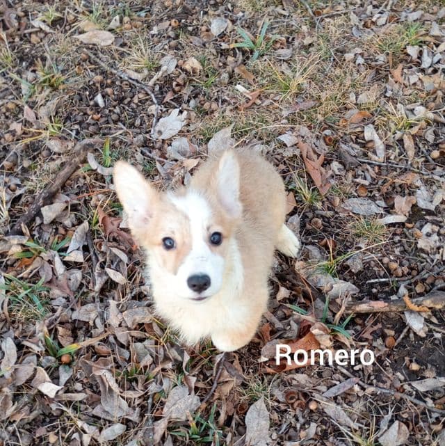 Romeo - Pembroke Welsh Corgi Male