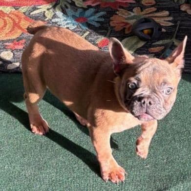 Precious - French Bulldog Female
