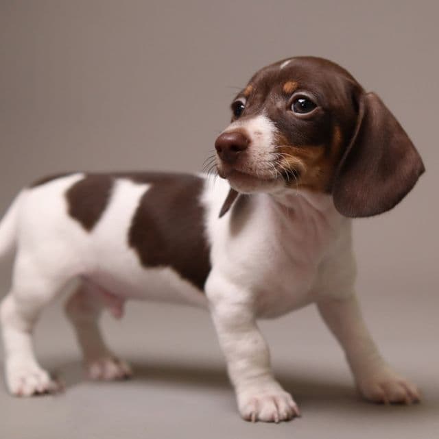 Darvin AKC Mini Dachshund - Dachshund Male