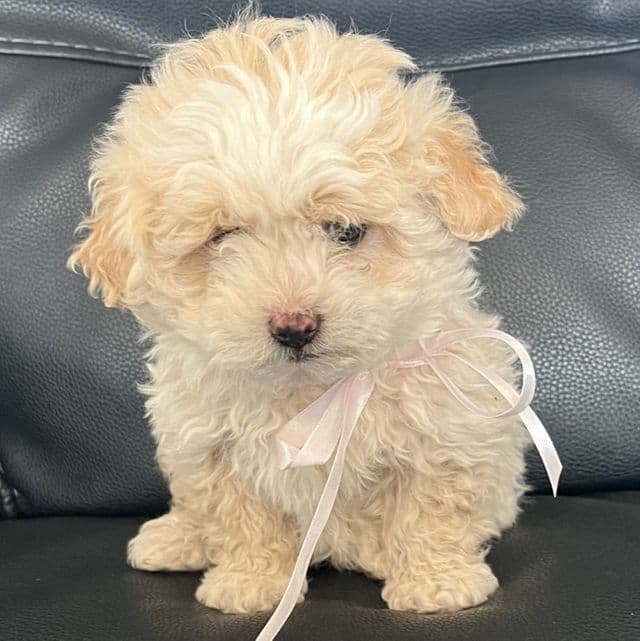 Girl 1 - Double Doodle Female