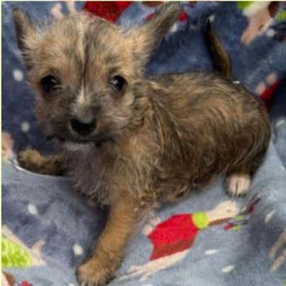 Sammy - Chorkie Male