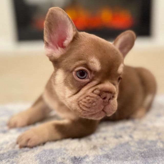 Sammy - French Bulldog Male