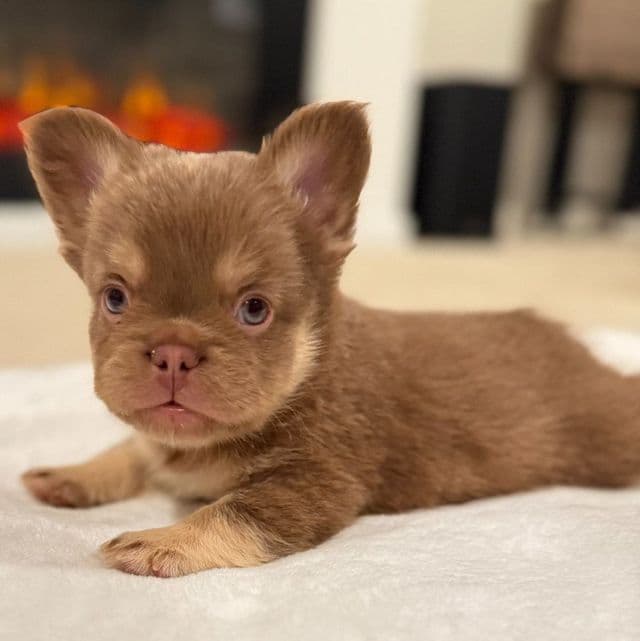 GiGi - French Bulldog Female