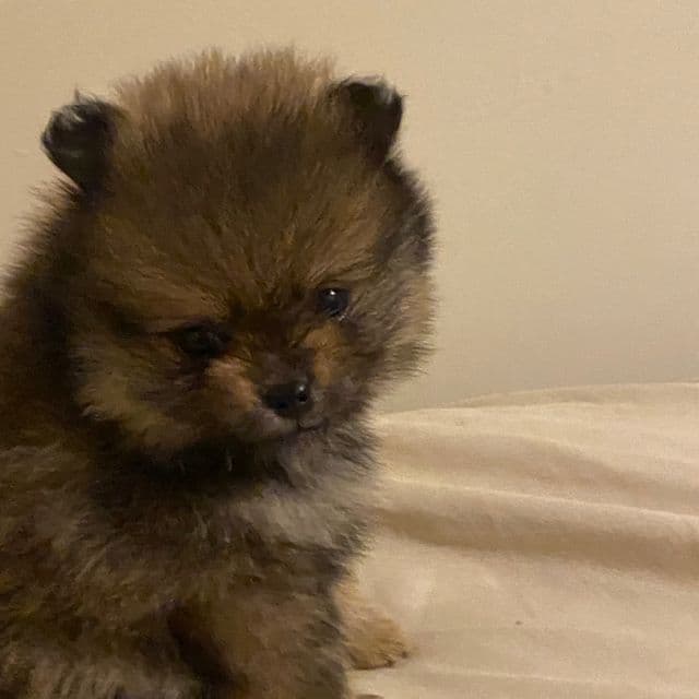 Summer (teacup size) - Pomeranian Male