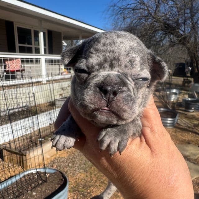 Blue merle - French Bulldog Male
