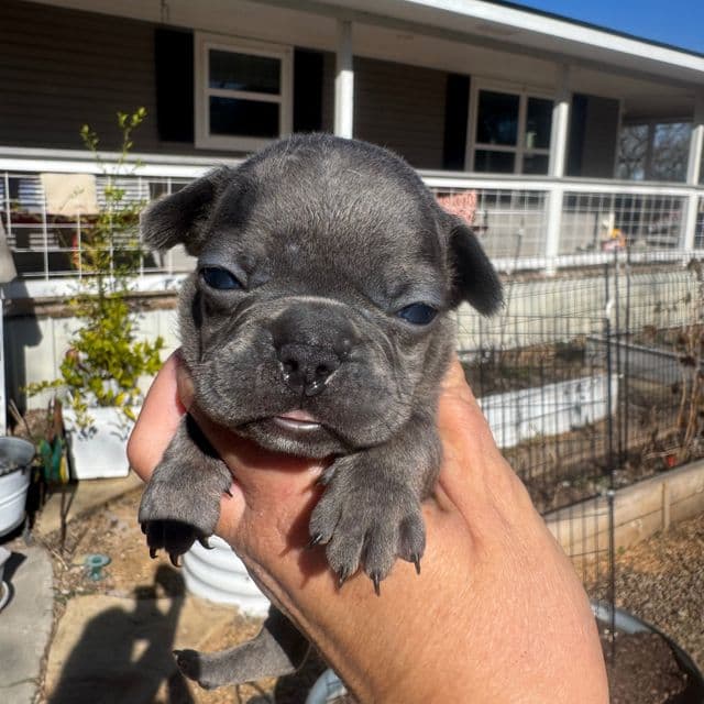 Nibbles - French Bulldog Female