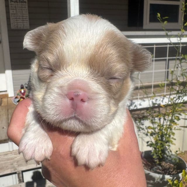 Spot - French Bulldog Male