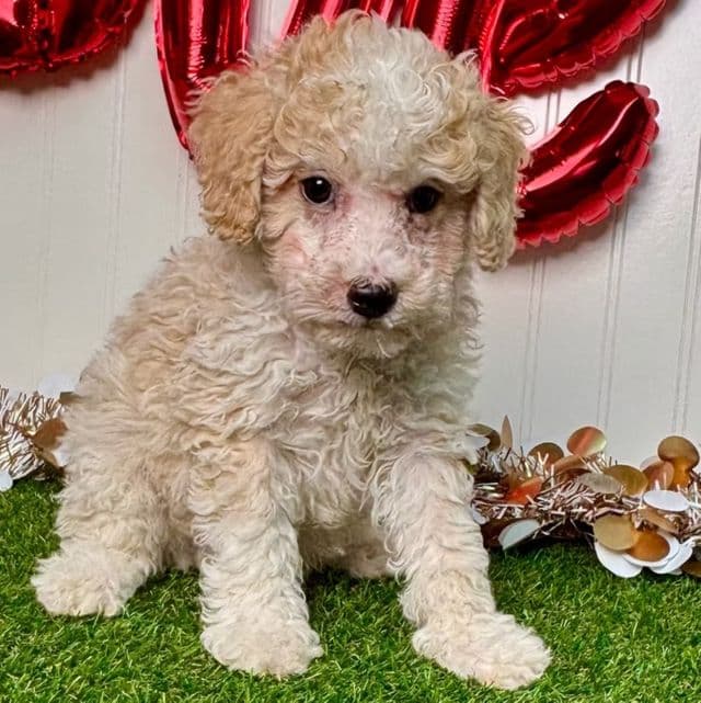 Gavin - Toy Poodle Male