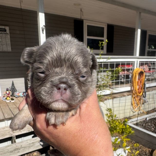 Charm - French Bulldog Female
