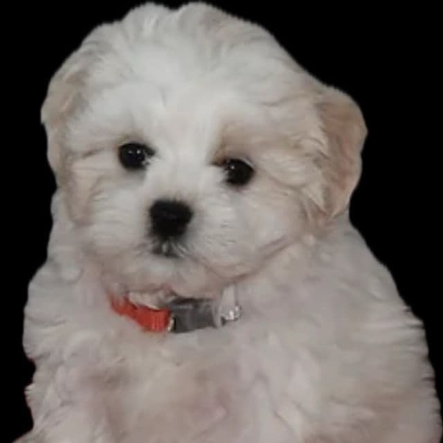 Casper - Maltese Male