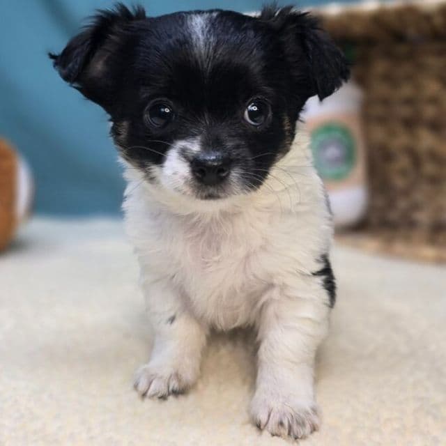 Lola - Chihuahua Female