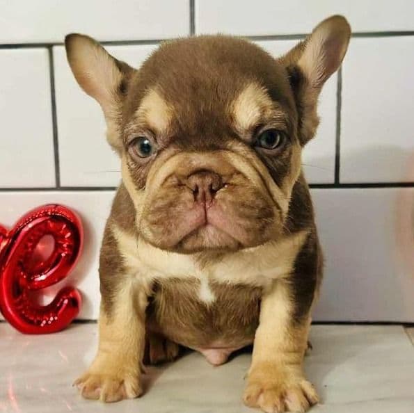 Hojin - French Bulldog Male