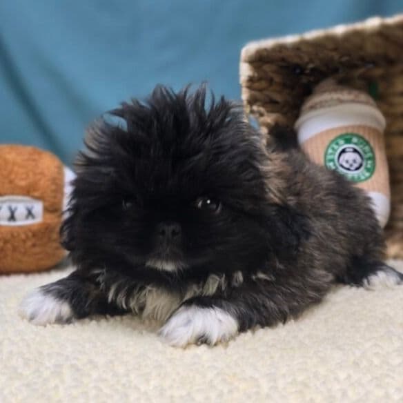 Alfie - Pekingese Male