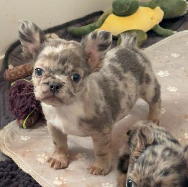 Nancy - French Bulldog Female