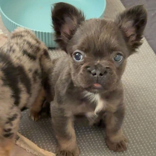 Joyce - French Bulldog Female