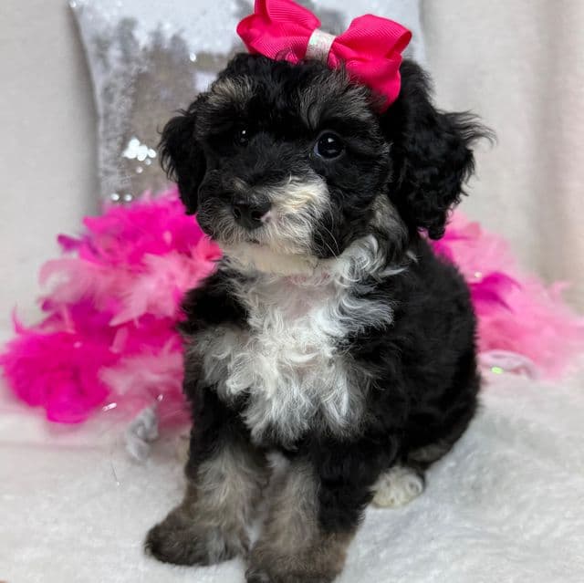 Elsa Pink Girl - Bernedoodle Female