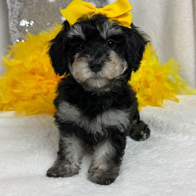 Elsa Yellow Girl - Bernedoodle Female