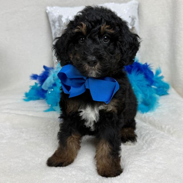 Elsa Blue Boy - Bernedoodle Male