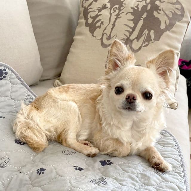 Fiona - Chihuahua Female