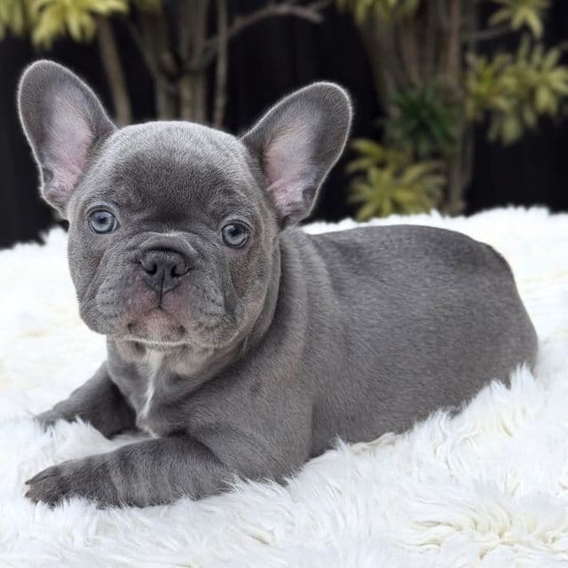 JACK - French Bulldog Male