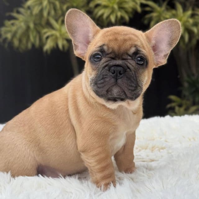Jody - French Bulldog Female