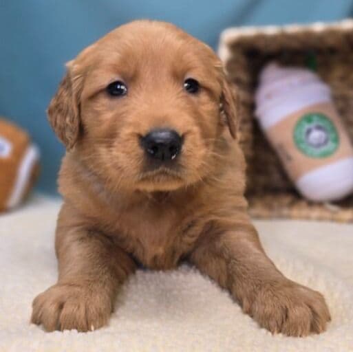 Petal - Golden Retriever Female