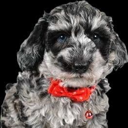 Shaggy - Toy Poodle Male