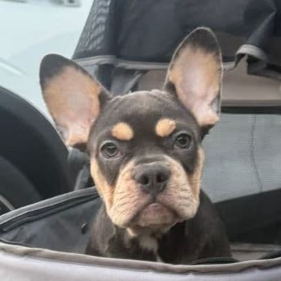 Lexi - French Bulldog Female