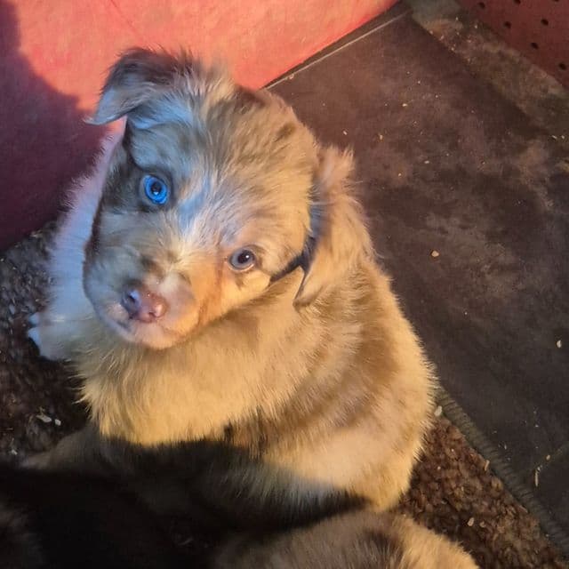 California - Australian Shepherd Male