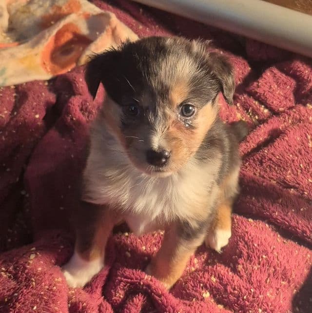 Hawaii - Australian Shepherd Female