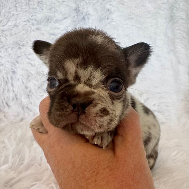 Coco - French Bulldog Female