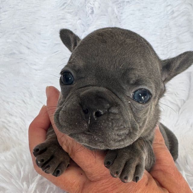 Nibbles - French Bulldog Female