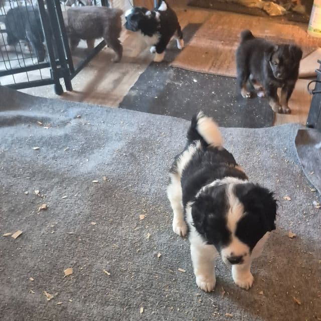 Tennessee - Aussiedoodle Male