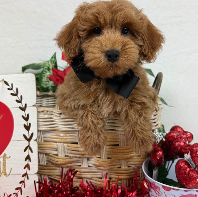 Braley Black Boy - Goldendoodle Male