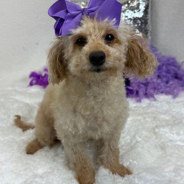 Molly - Goldendoodle Female