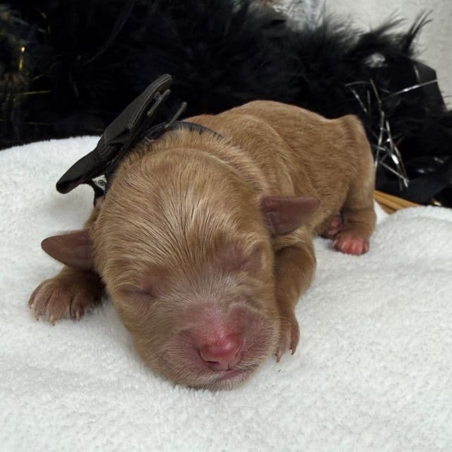 Brinley Black Boy - Goldendoodle Male