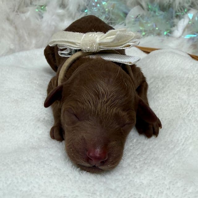 Brinley White Boy - Goldendoodle Male