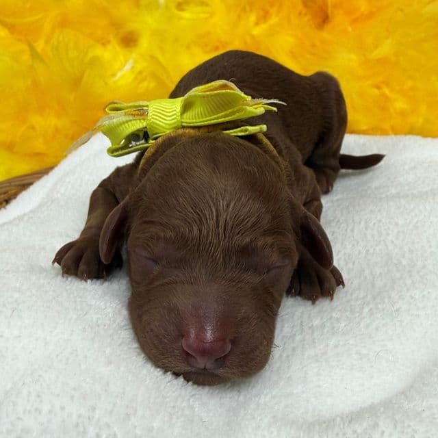 Brinley Yellow Boy - Goldendoodle Male